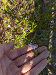 Prostanthera saxicola