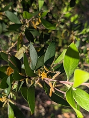 Persoonia sericea