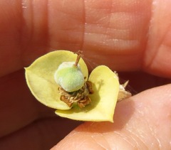 Euphorbia dregeana
