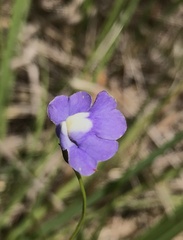 Mimulus gracilis