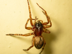 Desidae