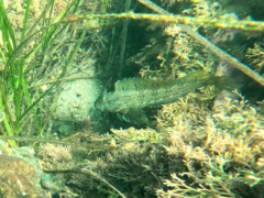 Hypsoblennius gentilis