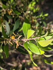 Persoonia sericea