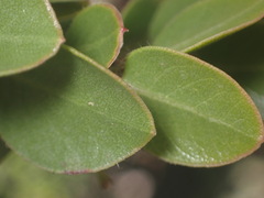 Arctostaphylos sensitiva