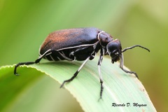 Epicauta vidua
