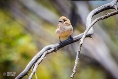 Aphelocephala leucopsis