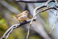 Aphelocephala leucopsis