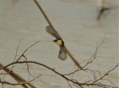Serpophaga griseicapilla