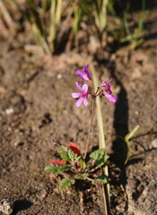 Pelargonium rodneyanum