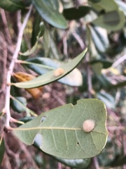 Druon quercuslanigerum