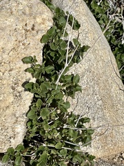 Mirabilis laevis