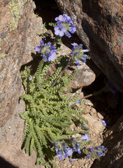 Polemonium viscosum