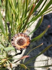 Protea angustata