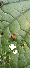 Micrathena plana