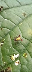 Micrathena plana