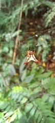 Micrathena plana