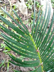 Cycas