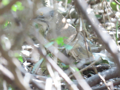 Toxostoma longirostre