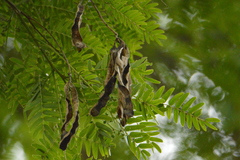Albizia inundata
