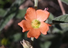 Sphaeralcea angustifolia