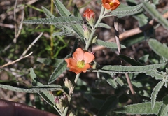 Sphaeralcea angustifolia