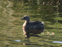 Poliocephalus rufopectus