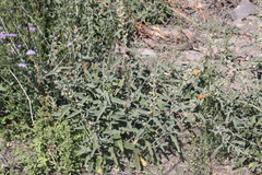 Sphaeralcea angustifolia