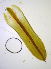 Encalypta rhaptocarpa