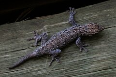 Lygodactylus chobiensis