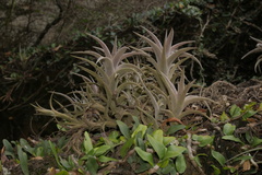 Tillandsia edithae