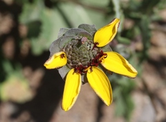 Berlandiera lyrata