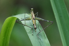 Paramastax mariaetheresiae