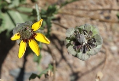 Berlandiera lyrata