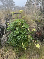 Myrrhidendron