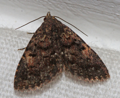 Metalectra miserulata