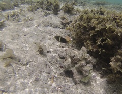 Chrysiptera biocellata