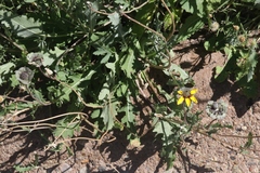 Berlandiera lyrata