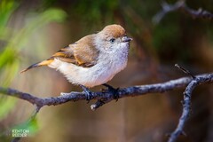 Acanthiza uropygialis