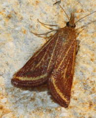 Microtheoris ophionalis