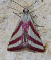 Microtheoris vibicalis