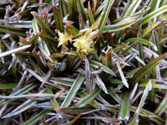 Astelia linearis