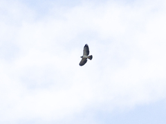 Buteo brachyurus