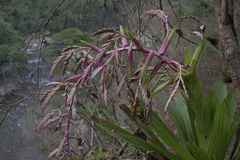 Tillandsia australis