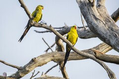 Polytelis anthopeplus