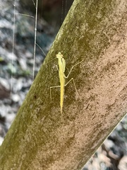 Sinomantis denticulata