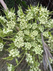 Myrrhidendron