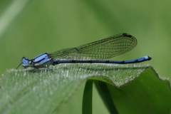 Argia medullaris