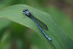 Argia medullaris