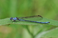 Argia medullaris