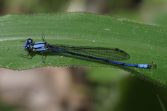 Argia medullaris